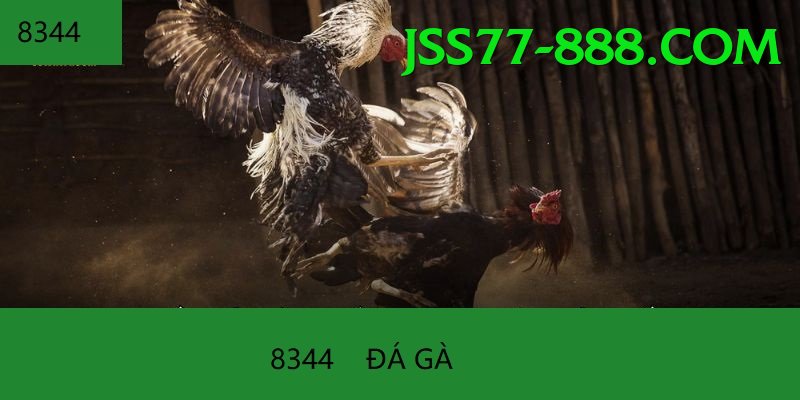 Đá Gà Trực Tiếp - Ưu đãi đặc biệt